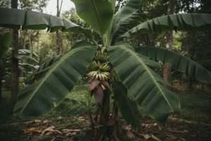 Bananier en fleur : que faire pour une fructification réussie ?